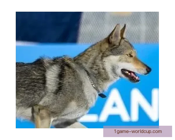 狼犬闯冬奥越野赛场选手疑幻觉